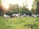 Αγροτικές Ειδήσεις: Ομοσπονδία Κτηνοτρόφων Θεσσαλίας: Ζητάμε να διορθωθούν οι καταστάσεις της εξισωτικής ώστε να υπάρξει μια δίκαιη πληρωμή για τους
